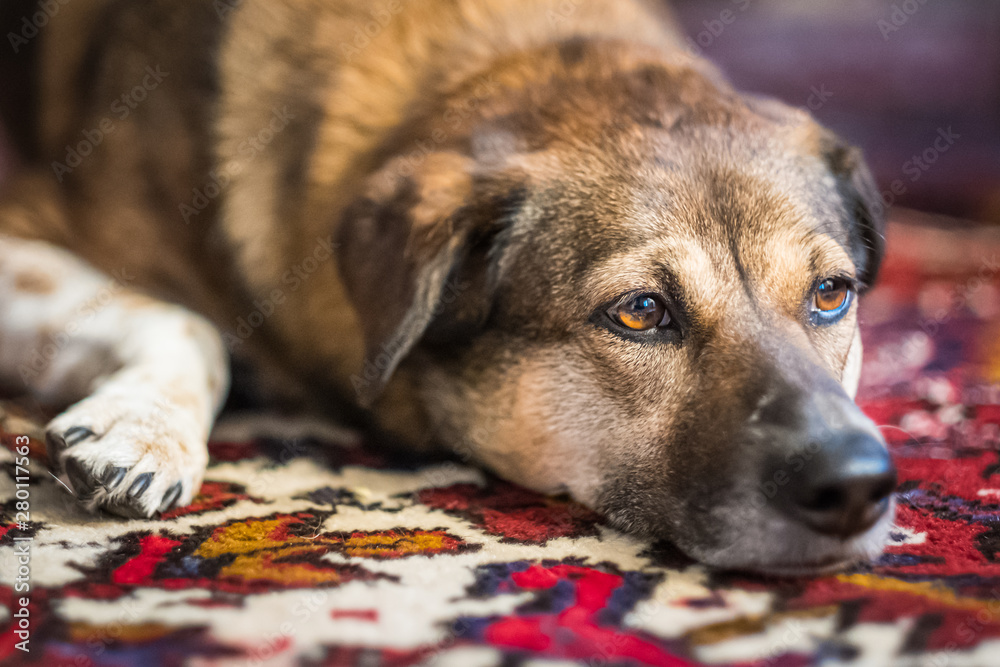 Setting the Standard in Pet-Friendly Rug, Carpet & Upholstery Cleaning